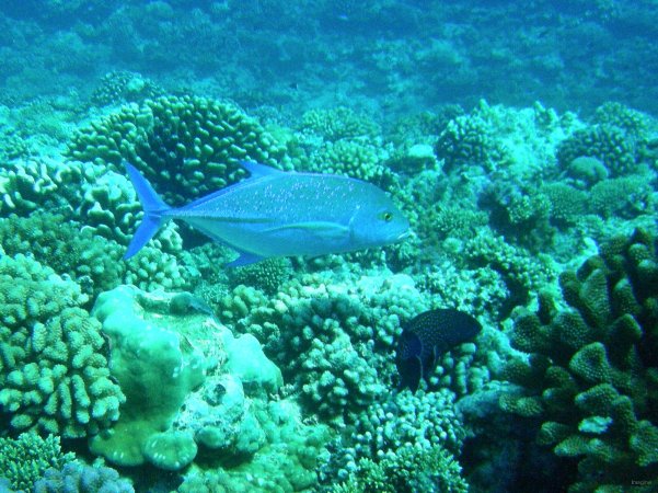 70- Carangue bleue et petit merou celeste 